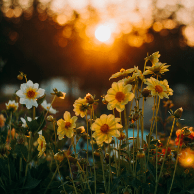 Flower & Veggie Fundraisers